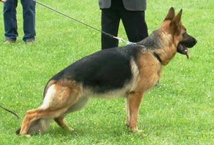 V (BSZS)_Monique_vom_Haus_Ka-Re